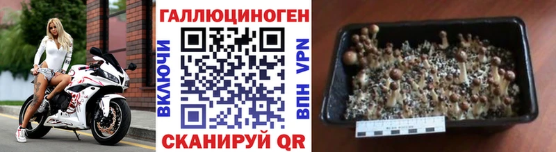 Псилоцибиновые грибы Cubensis  Нефтекамск 